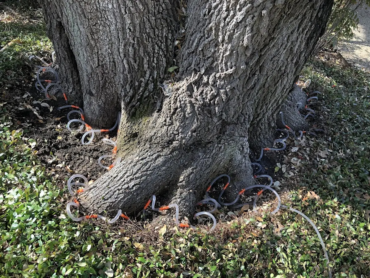 Detailed Tree Cabling and Bracing job site in Call