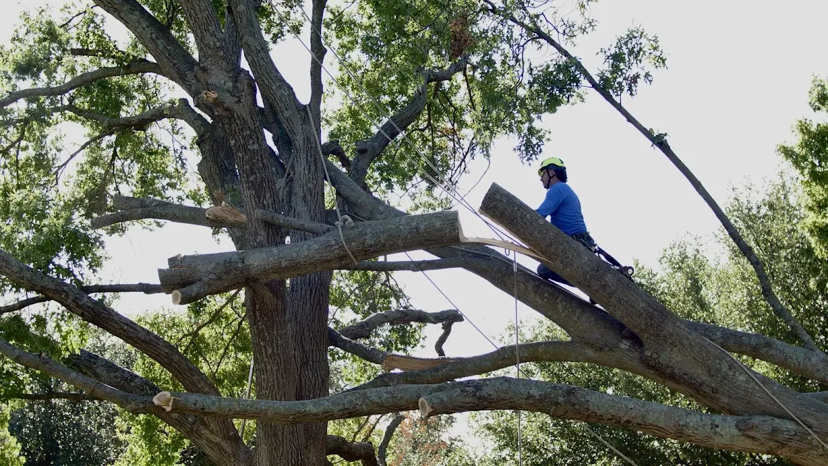 Professional Crown Thinning performed by certified arborists in Call